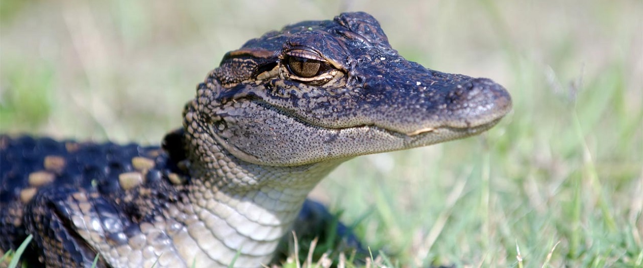 Alligator Caught Sleeping Under Car in Florida