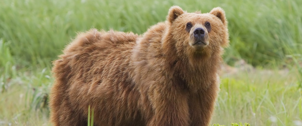 Bear in Alaska Charges Car After Driver Slows Down (Video)