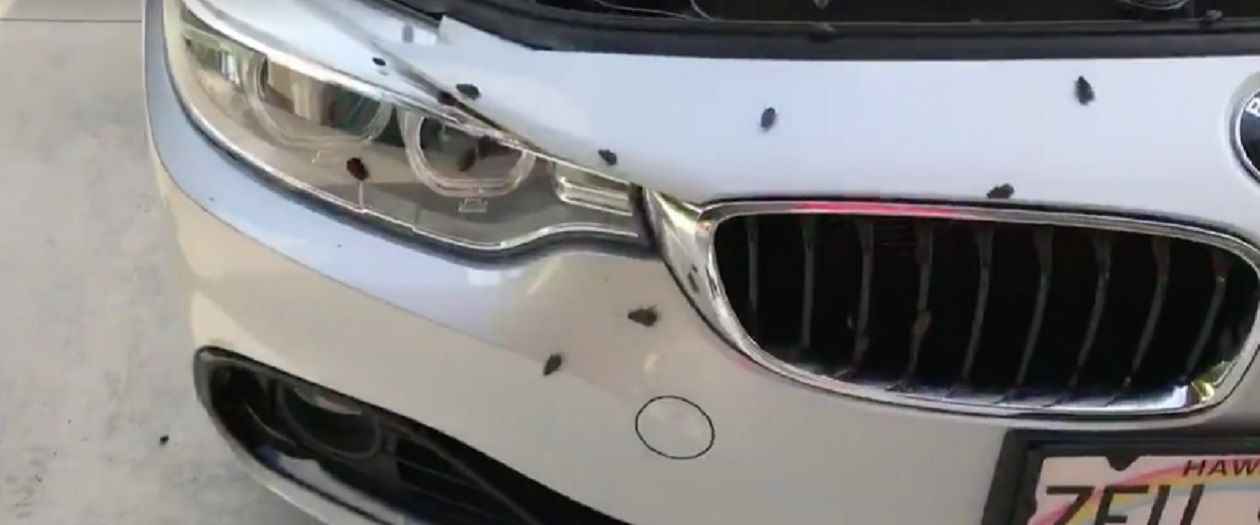 Man Arrives Home from Vacation to Find BMW Infested with Cockroaches