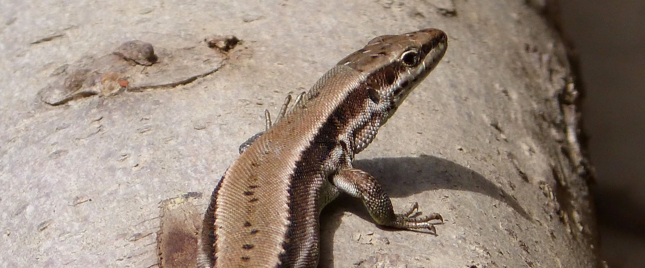 Lizards are Delaying Tesla's Work on a Germany-Based Factory
