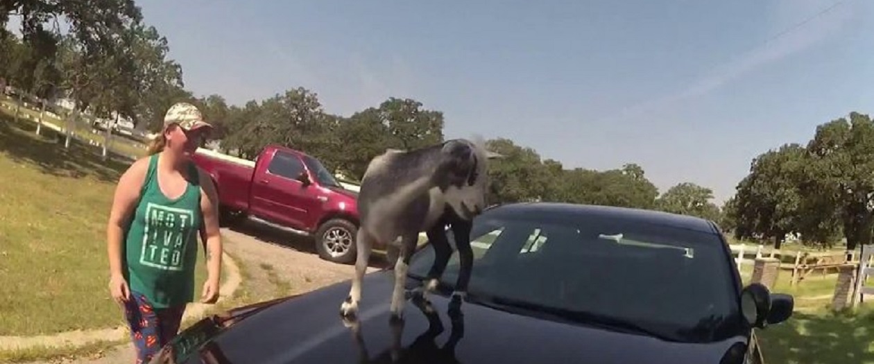 Goat Narrowly Avoids Arrest After Jumping on Police Car